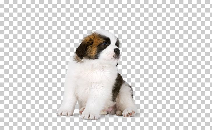 Dog Breed Moscow Watchdog St. Bernard Shih Tzu Puppy PNG, Clipart, Animals, Breed, Breed Group Dog, Carnivoran, Companion Dog Free PNG Download