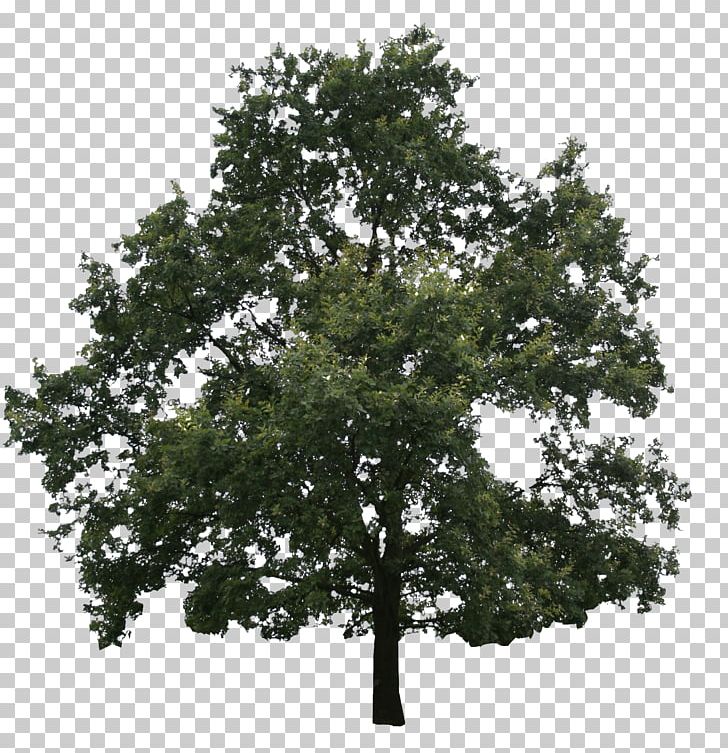 Oak Fir Tree Conifers Evergreen PNG, Clipart, Birch, Branch, Building, Conifers, Eastern White Pine Free PNG Download