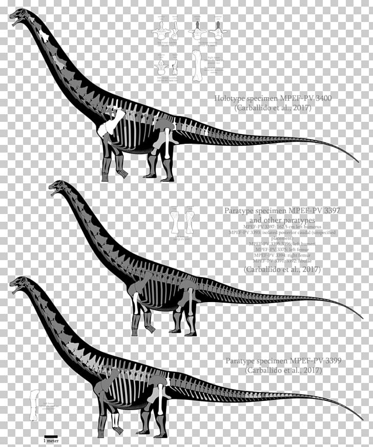 Patagotitan Velociraptor Dinosaur Size Argentinosaurus Malawisaurus PNG, Clipart, Argentinosaurus, Black And White, Dinosaur, Dinosaur Size, Dreadnoughtus Free PNG Download