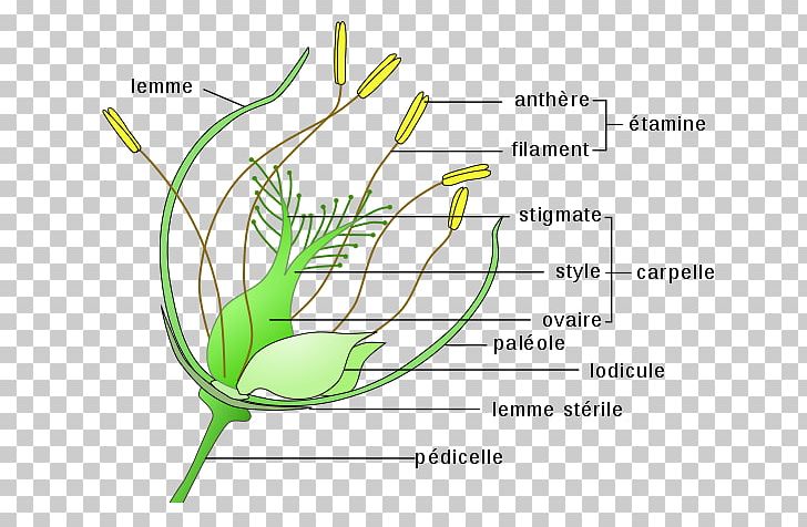 Perianth Flower Pollination Anatomy Ovary PNG, Clipart, Anatomy, Anemophily, Commodity, Definition, Diagram Free PNG Download