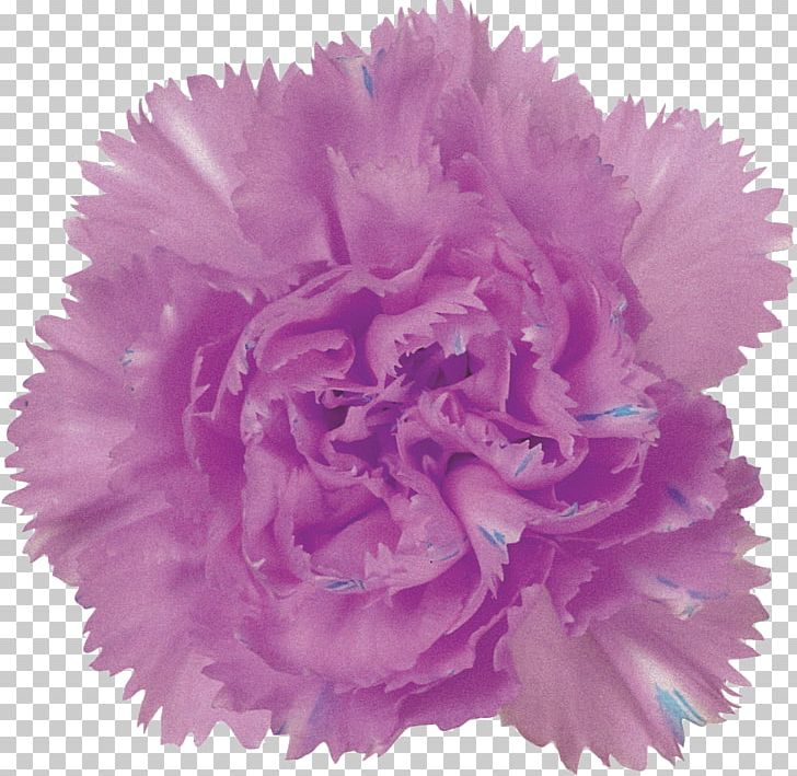 Purple Carnation Flower Pink Lilac PNG, Clipart, Art, Blue, Carnation, Color, Cut Flowers Free PNG Download