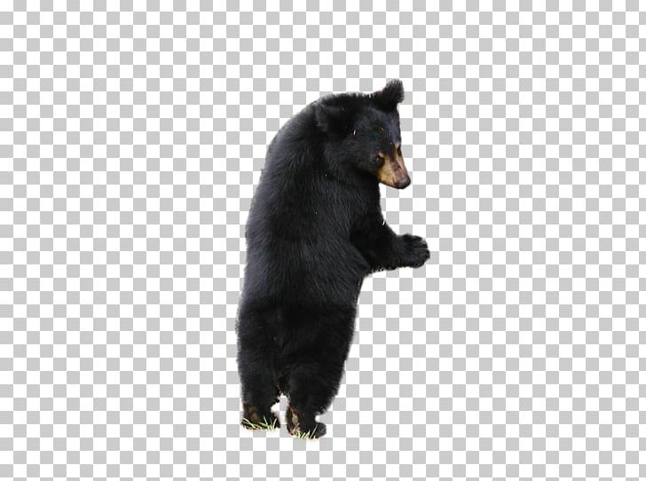 American Black Bear Brown Bear PNG, Clipart, Alces, American Black Bear, Animals, Bear, Brown Bear Free PNG Download