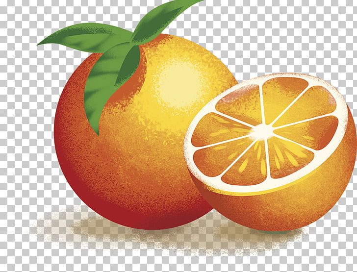 Blood Orange Clementine Grapefruit Lemon Mandarin Orange PNG, Clipart, Apple, Bitter Orange, Blood Orange, Citric Acid, Citrus Free PNG Download