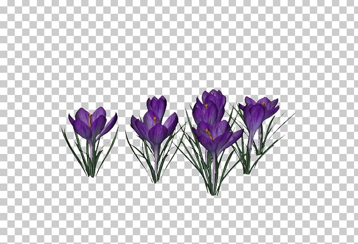 Display Resolution PNG, Clipart, Crocus, Cut Flowers, Das Productions Inc, Display Resolution, Download Free PNG Download