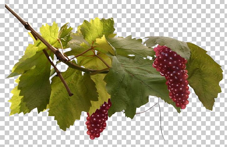Grape Leaves PNG, Clipart, Branch, Flowering Plant, Food, Fruit, Fruit Nut Free PNG Download