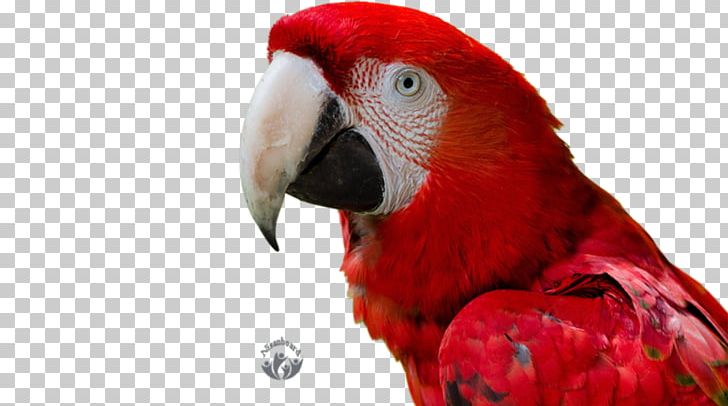 Macaw Bird Parrot 4K Resolution High-definition Television PNG, Clipart, 4k Resolution, Animal, Animals, Basabizitza, Beak Free PNG Download