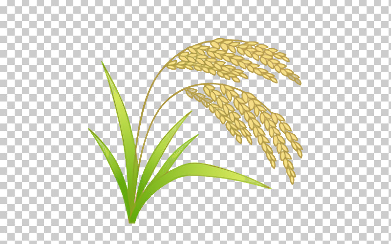 Leaf Plant Stem Grasses Commodity Line PNG, Clipart, Biology, Commodity, Grasses, Leaf, Line Free PNG Download
