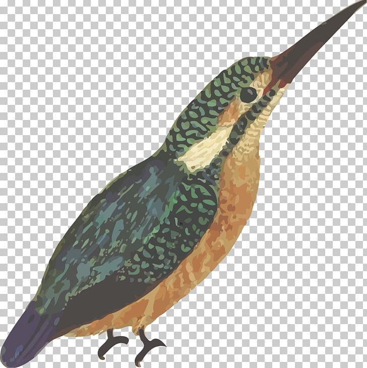 Bird Beak Common Kingfisher PNG, Clipart, Aile, Animals, Beak, Bird, Color Free PNG Download