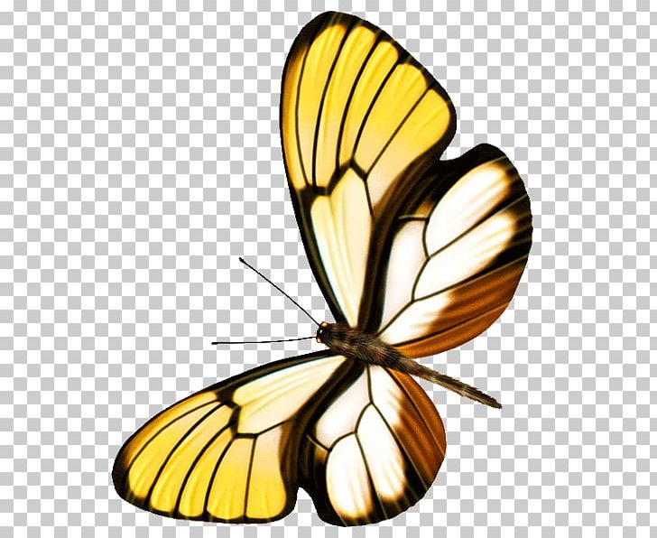 Butterfly PNG, Clipart, Brush Footed Butterfly, Butterflies, Butterfly Group, Flower, Insects Free PNG Download