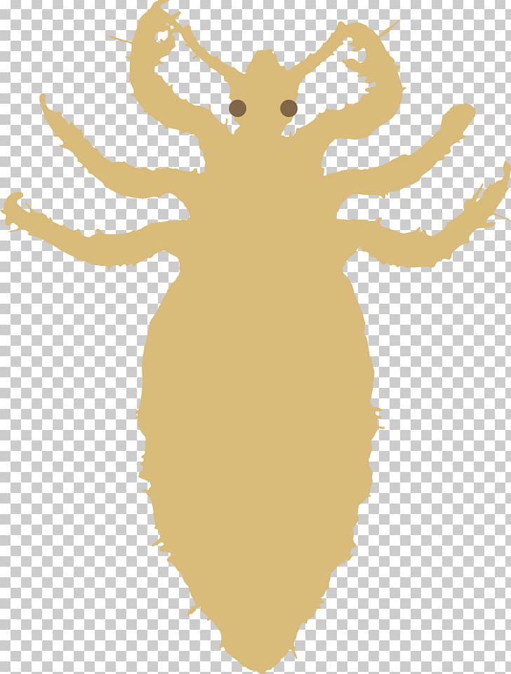 Head Louse Insect Pediculosis Liendre PNG, Clipart, Animals, Antler, Art, Carnivoran, Deer Free PNG Download