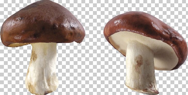 Mushroom PNG, Clipart, Amanita Muscaria, Bild, Bodyshope, Cat, Cleanliving Free PNG Download