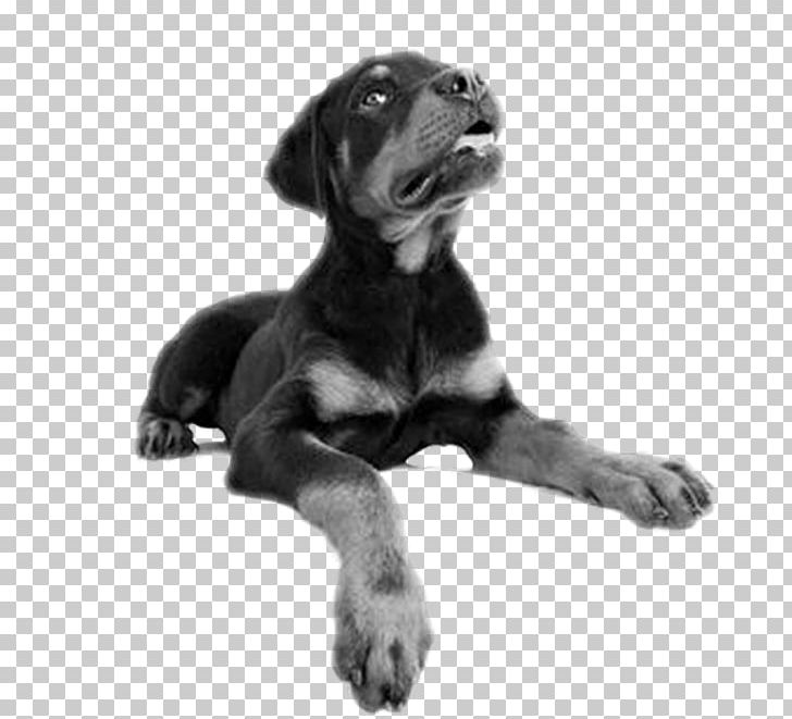 Puppy Rottweiler Cane Corso Bernese Mountain Dog Stock Photography PNG, Clipart, Animal, Animals, Bernese Mountain Dog, Black And White, Cane Corso Free PNG Download