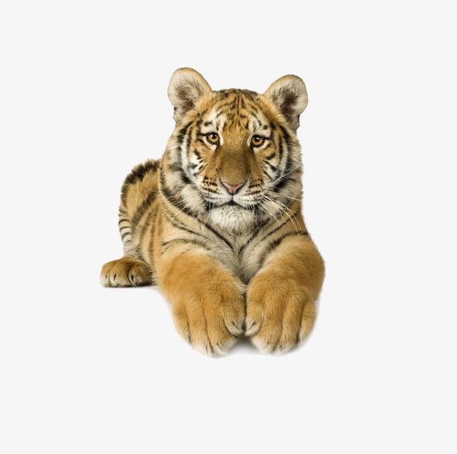 Tiger PNG, Clipart, Animal, Tiger, Tiger Clipart, Tiger Clipart Free PNG Download