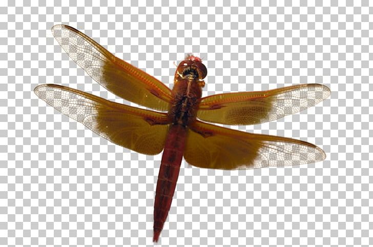 Dragonfly Adobe Fireworks PaintShop Pro Tutorial PNG, Clipart, Adobe Fireworks, Arthropod, Channel, Dragonflies And Damseflies, Dragonfly Free PNG Download