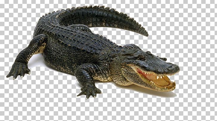 Alligator Display Resolution PNG, Clipart, Alligator, American Alligator, Animals, Computer Icons, Crocodile Free PNG Download