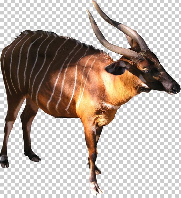 Antelope Bongo Cattle Texture Mapping Kudu PNG, Clipart, 3d Computer Graphics, Animal, Animals, Antelope, Bongo Free PNG Download