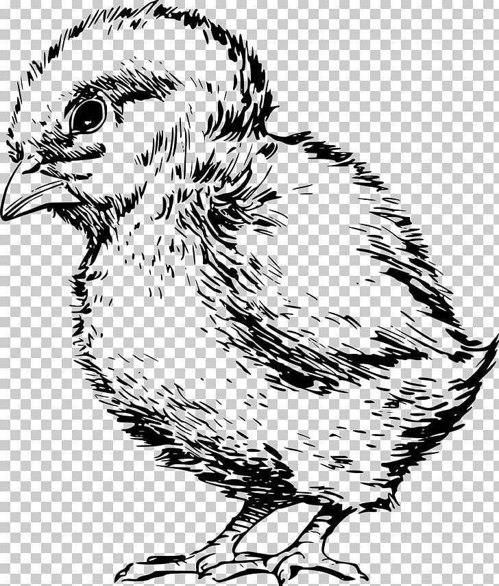 Chicken Drawing Line Art PNG, Clipart, Animals, Artwork, Beak, Bird, Black And White Free PNG Download