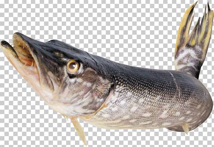Sardine Fish Products Nile Tilapia PNG, Clipart, Animals, Animal Source Foods, Barramundi, Capelin, Cod Free PNG Download
