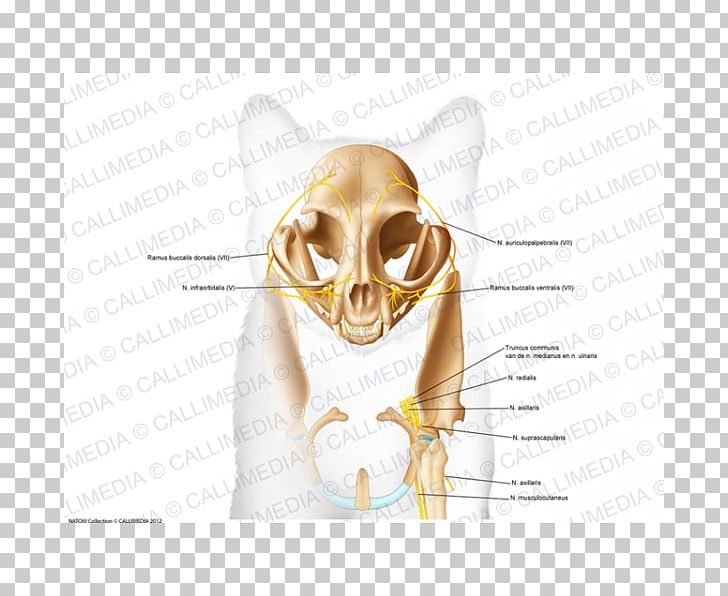 Skull Bone Anatomy Ear Head PNG, Clipart, Anatomy, Bone, Cat Anatomy, Cranial Nerves, Ear Free PNG Download