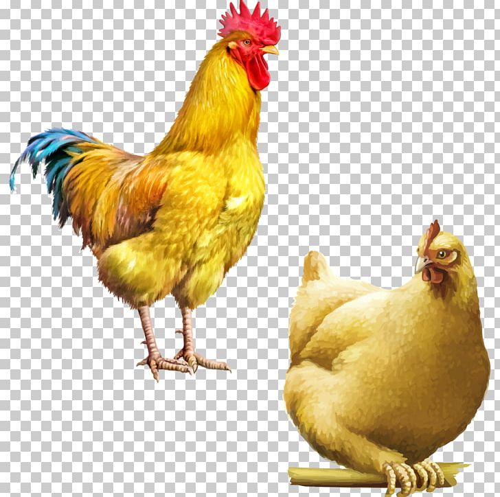 Chicken Rooster Cartoon Illustration PNG, Clipart, Animal, Animals, Balloon Cartoon, Beak, Bird Free PNG Download