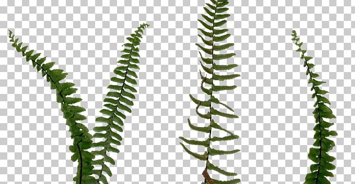 Fern Vascular Plant Leaf PNG, Clipart, Arboles, Autumn Leaf Color, Burknar, Fern, Food Drinks Free PNG Download