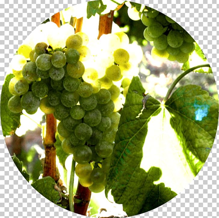 Grape Albariño Alicante Bouschet Wine Tempranillo PNG, Clipart, Albarino, Caste, Common Grape Vine, Flowering Plant, Food Free PNG Download