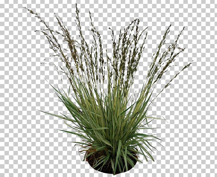 Plants Pic PNG, Clipart, Apng, Commodity, Flowerpot, Grass, Grasses Free PNG Download
