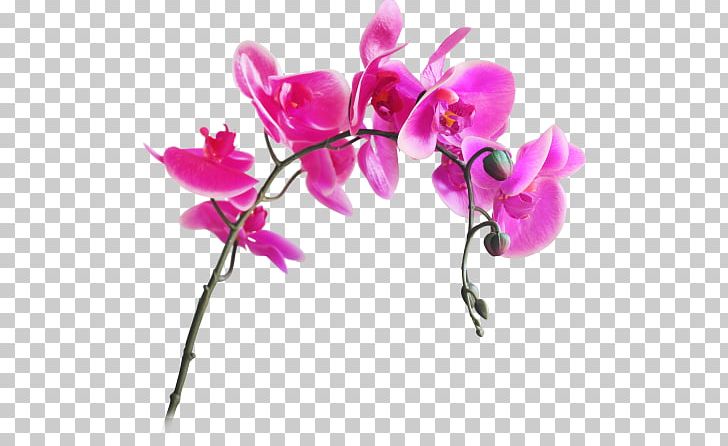 Moth Orchids Artificial Flower Cut Flowers PNG, Clipart, Artificial Flower, Blossom, Branch, Cut Flowers, Flora Free PNG Download