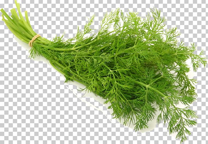 Dill Herb Vegetable Seed Salad PNG, Clipart, Anethum, Auglis, Chrysanthemum Chrysanthemum, Chrysanthemum Flowers, Cooking Ingredients Free PNG Download