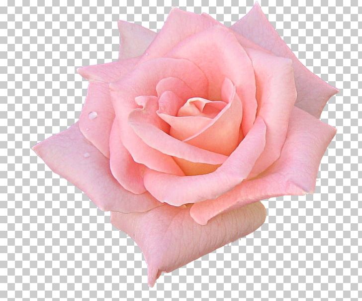Garden Roses Flower Pink Black Rose PNG, Clipart, Black Rose, Blossom, Blush, Color, Cut Flowers Free PNG Download