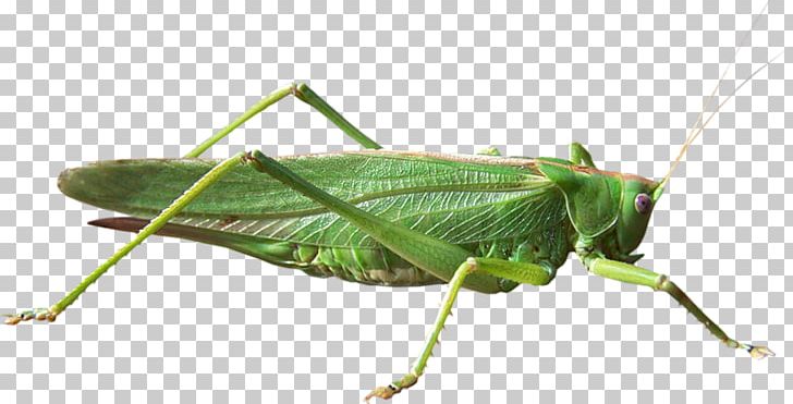 Grasshopper Locust Cricket PNG, Clipart, Archive File, Arthropod, Computer Icons, Cricket, Cricket Like Insect Free PNG Download