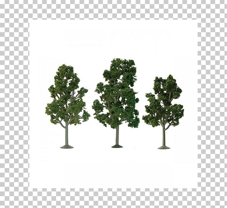 American Sycamore HO Scale N Scale Tree London Plane PNG, Clipart, American Sycamore, Branch, Evergreen, Field, Flowerpot Free PNG Download