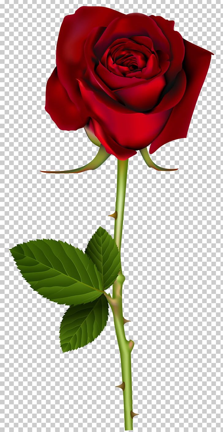 Blue Rose Flower PNG, Clipart, Blue Rose, China Rose, Cut Flowers, Desktop Wallpaper, Floral Design Free PNG Download