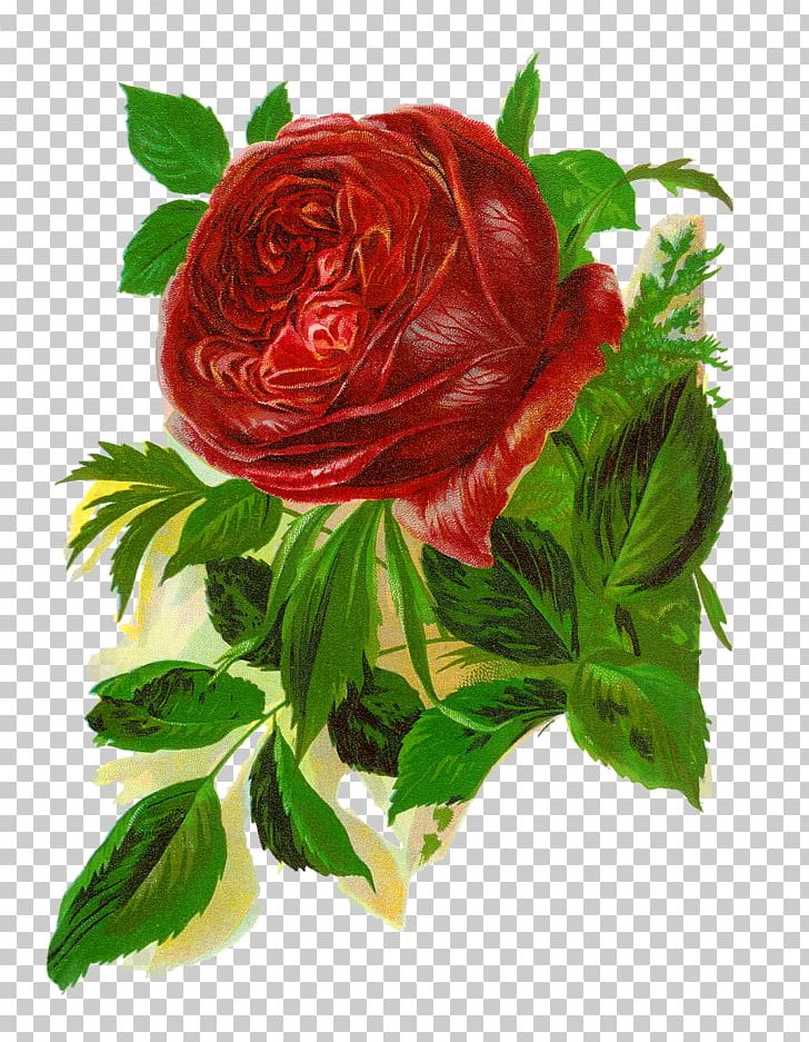Bokmärke Rosa 'American Beauty' PNG, Clipart, Clip Art, Flower Free PNG Download