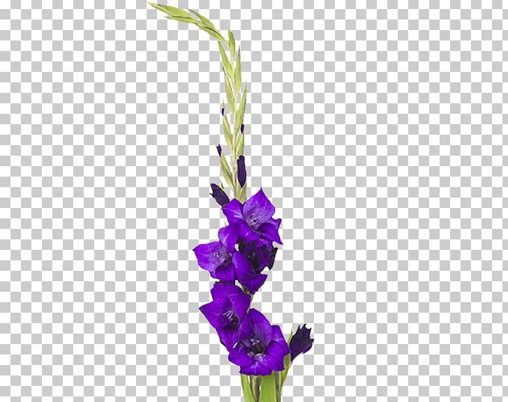 Gladiolus Cut Flowers Plant Stem Floral Design PNG, Clipart, Artificial Flower, Com, Cut Flowers, Floral Design, Floristry Free PNG Download