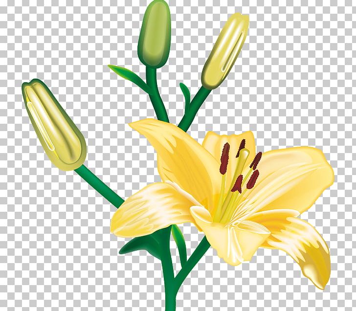 Lilium Cut Flowers PNG, Clipart, Arte, Bud, Cut Flowers, Daylily, Drawing Free PNG Download