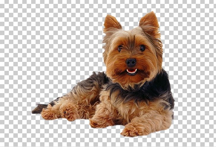 Yorkshire Terrier Morkie Puppy Cairn Terrier Yorkipoo PNG, Clipart, Animal, Animals, Australian Silky Terrier, Australian Terrier, Breed Free PNG Download