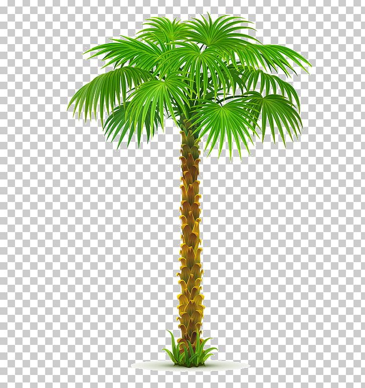 Arecaceae Tree PNG, Clipart, Arecales, Areca Nut, Areca Palm, Attalea Speciosa, Borassus Flabellifer Free PNG Download