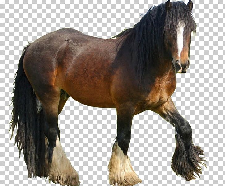 Mustang Nokota Horse Stallion Pony Howrse PNG, Clipart, Equestrian, Halter, Horse, Horse Like Mammal, Howrse Free PNG Download