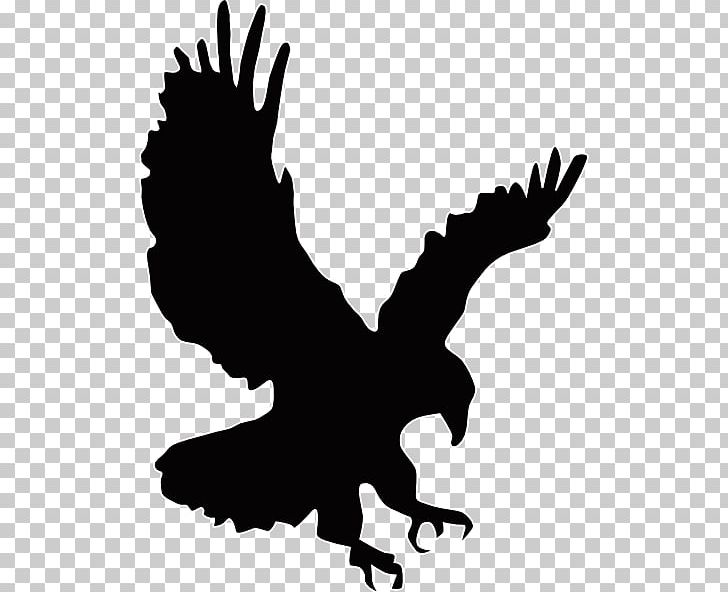 Bald Eagle Golden Eagle PNG, Clipart, Airplane, Artwork, Bald Eagle, Beak, Bird Free PNG Download