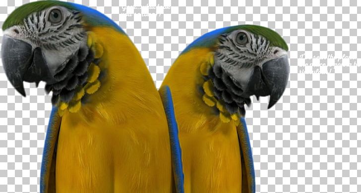 Macaw Parakeet Beak Pet PNG, Clipart, Beak, Bird, Common Pet Parakeet, Macaw, Margaritaville Free PNG Download