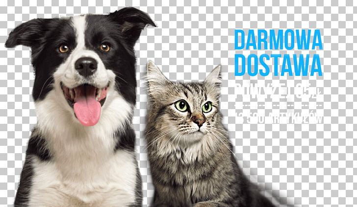 Rough Collie Border Collie Bearded Collie Puppy Pet Sitting PNG, Clipart, Animals, Bearded Collie, Border Collie, Cat, Cat Food Free PNG Download