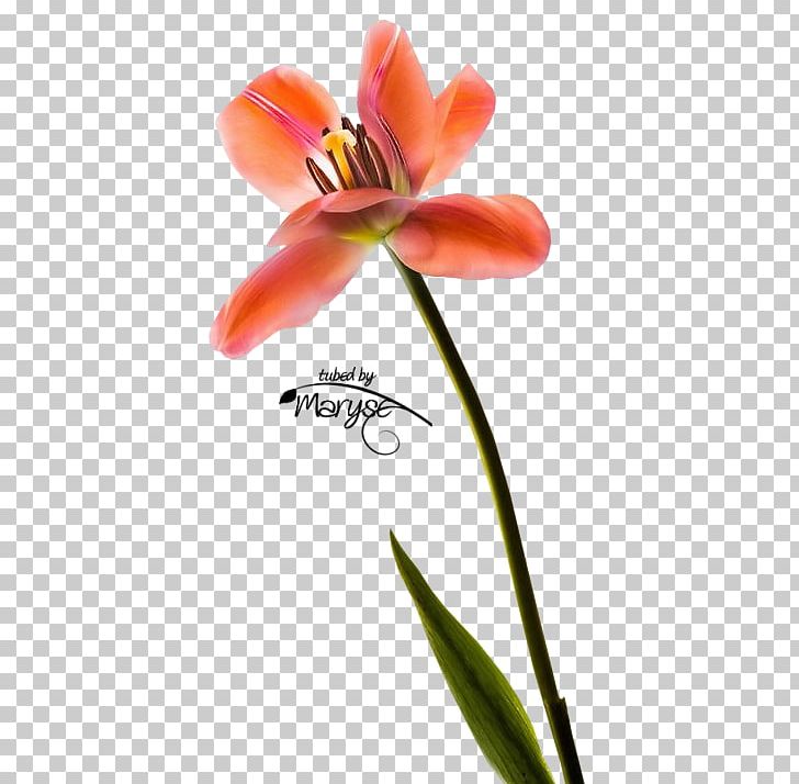 Tulip Cut Flowers Petal Plant Stem PNG, Clipart, Amaryllis, Amaryllis Belladonna, Cut Flowers, Daylily, Flora Free PNG Download