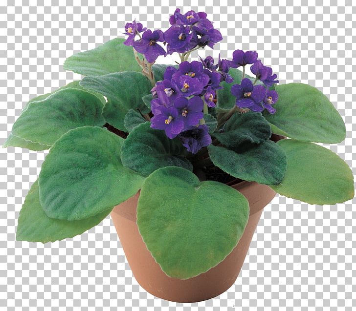 Violet Flowerpot Chinese Wisteria Penjing Ornamental Plant PNG, Clipart, Flower, Flowerpot, Inflorescence, Leaf, Nelumbo Nucifera Free PNG Download