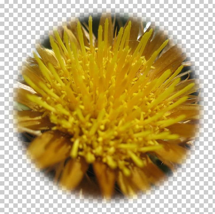 Dandelion PNG, Clipart, Dandelion, Flower, Flowers, Pollen, Sunflower Seed Free PNG Download