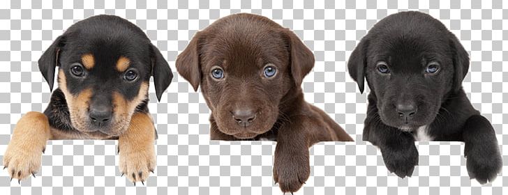 Puppy Pet Veterinarian Cat Pomeranian PNG, Clipart, Animal Loss, Austrian Black And Tan Hound, Black And Tan Coonhound, Canine Parvovirus, Canine Tooth Free PNG Download