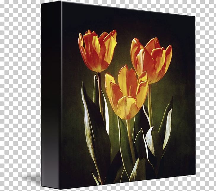 Tulip Still Life Photography Canna Floristry PNG, Clipart, Acrylic Paint, Acrylic Resin, Canna, Canna Family, Canna Lily Free PNG Download