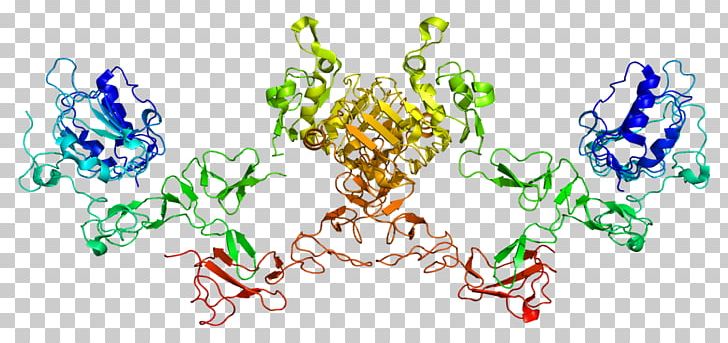 ERBB4 HER2/neu Protein Kinase PNG, Clipart, Computer Wallpaper, Enzyme, Epidermal Growth Factor Receptor, Erbb, Flower Free PNG Download
