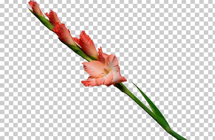 Flower Plant Stem Gladiolus Murielae Floral Design Stock Photography PNG, Clipart, Artificial Flower, Bird Of Paradise Flower, Birth Flower, Bud, Cut Flowers Free PNG Download