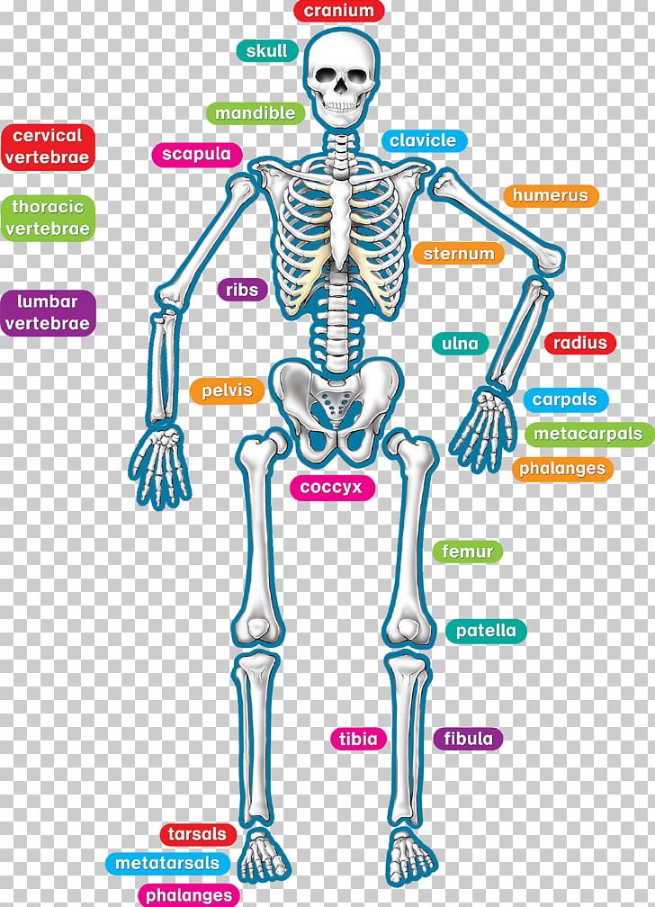 Human Skeleton Human Body Anatomy Teacher PNG, Clipart, Anatomy, Area, Arm, Bone, Classroom Free PNG Download